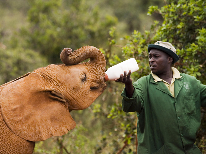 daphne-sheldrick-elephant-orphanage-day-trip