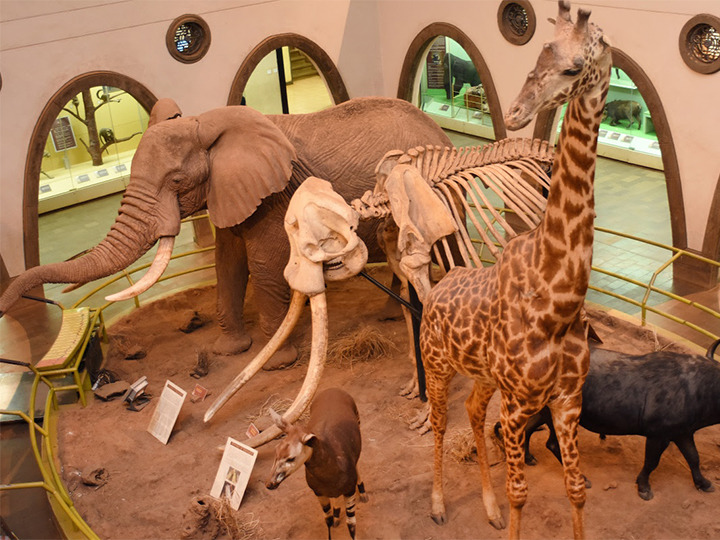 nairobi-national-museum-day-tour-1