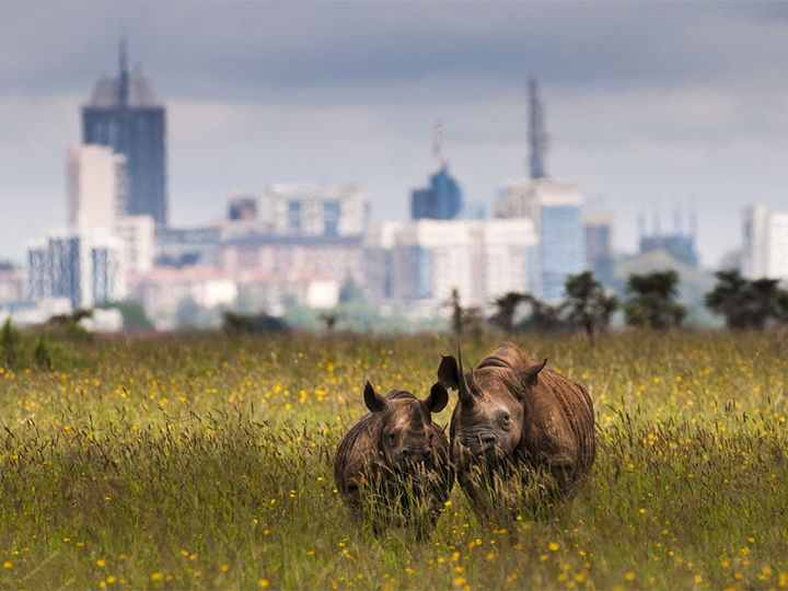 nairobi-national-park-1-day-tour