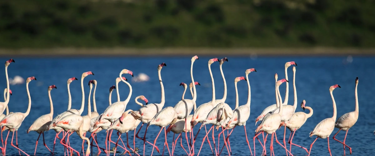 Lake Manyara flamingos wildlife Tanzania