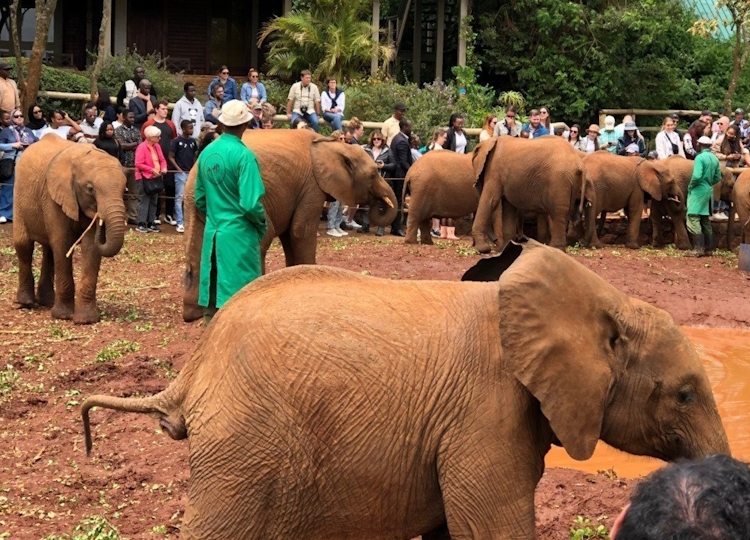 Elephant Orphanage, Giraffe Centre, and Karen Blixen Museum Day Tour
