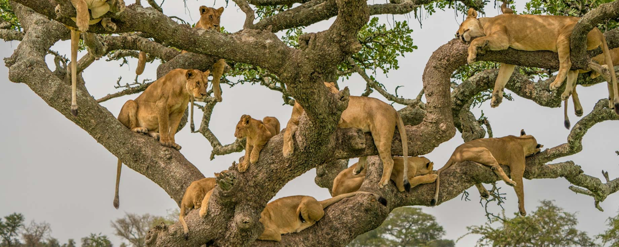 Serengeti plains safari view