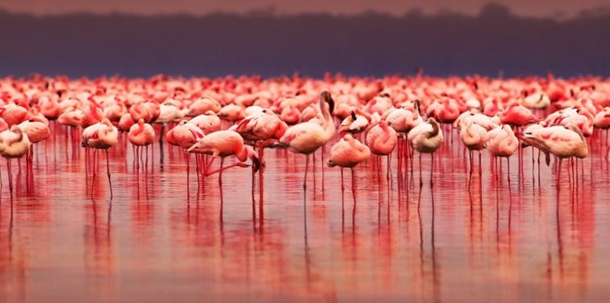 Lake Nakuru safari experience
