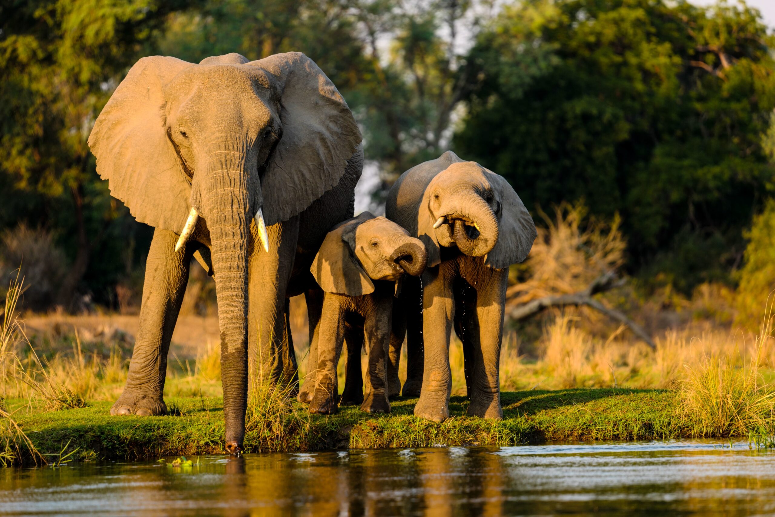 Serengeti plains wildlife safari landscape Africa
