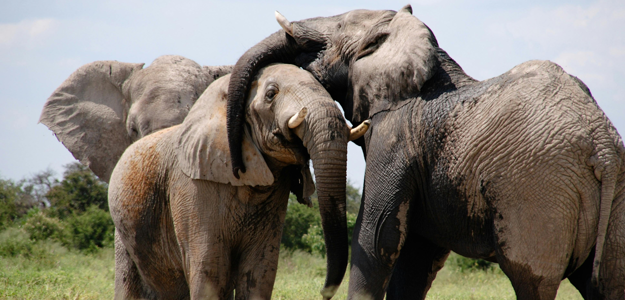Amboseli elephants with Kilimanjaro